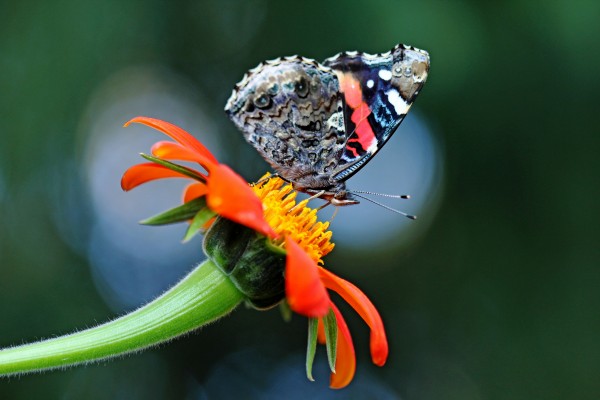 Red Admiral In The Spotlight by Deb Oppermann